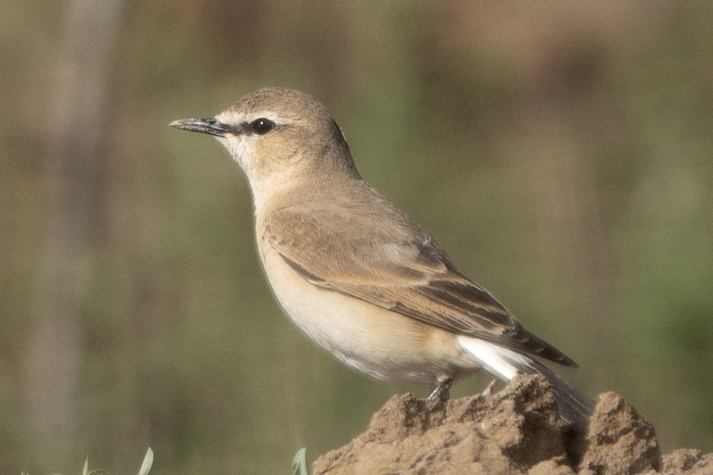 Isabelline Wheatear - ML636299780
