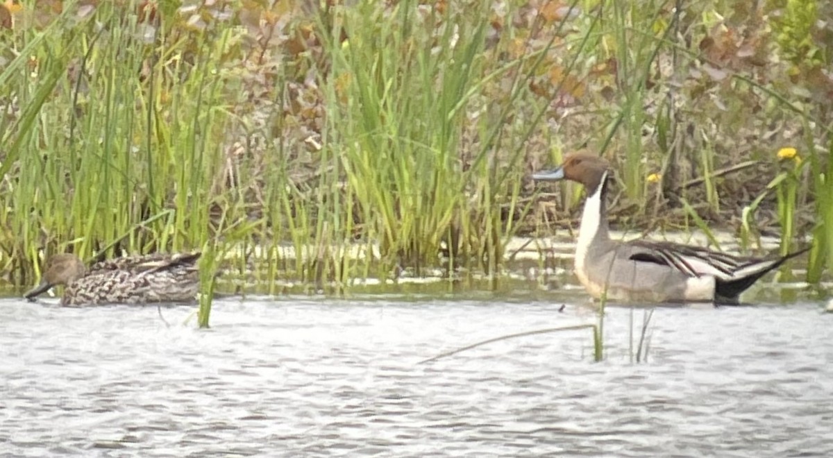 Northern Pintail - ML636299799