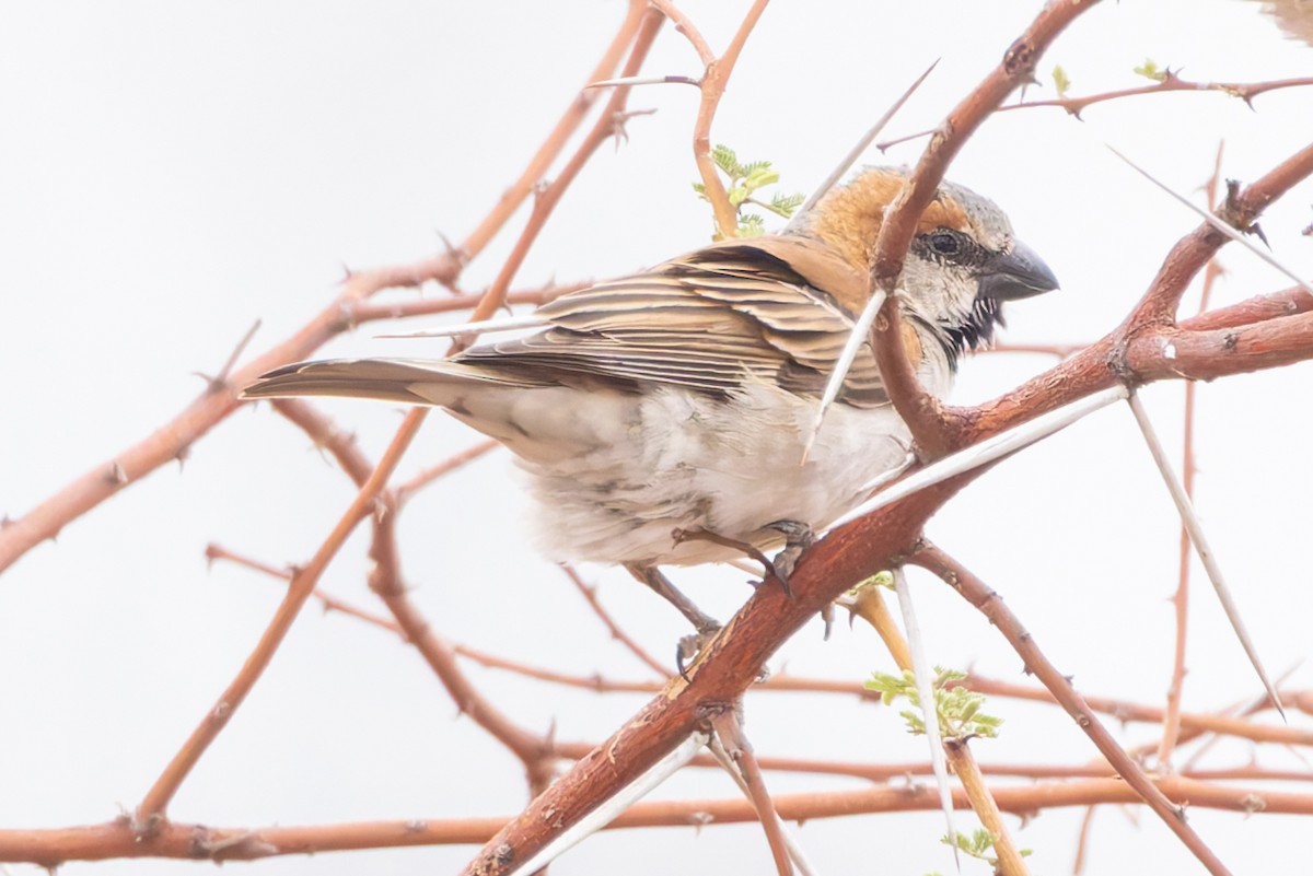 Great Rufous Sparrow - ML636299803