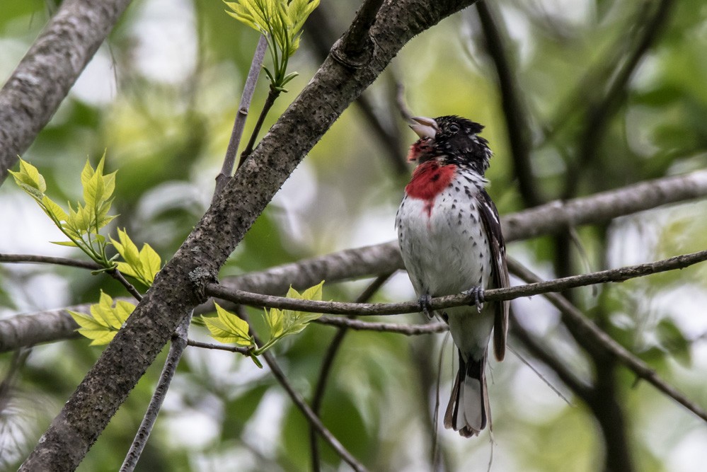 Rose-breasted Grosbeak - ML636299842