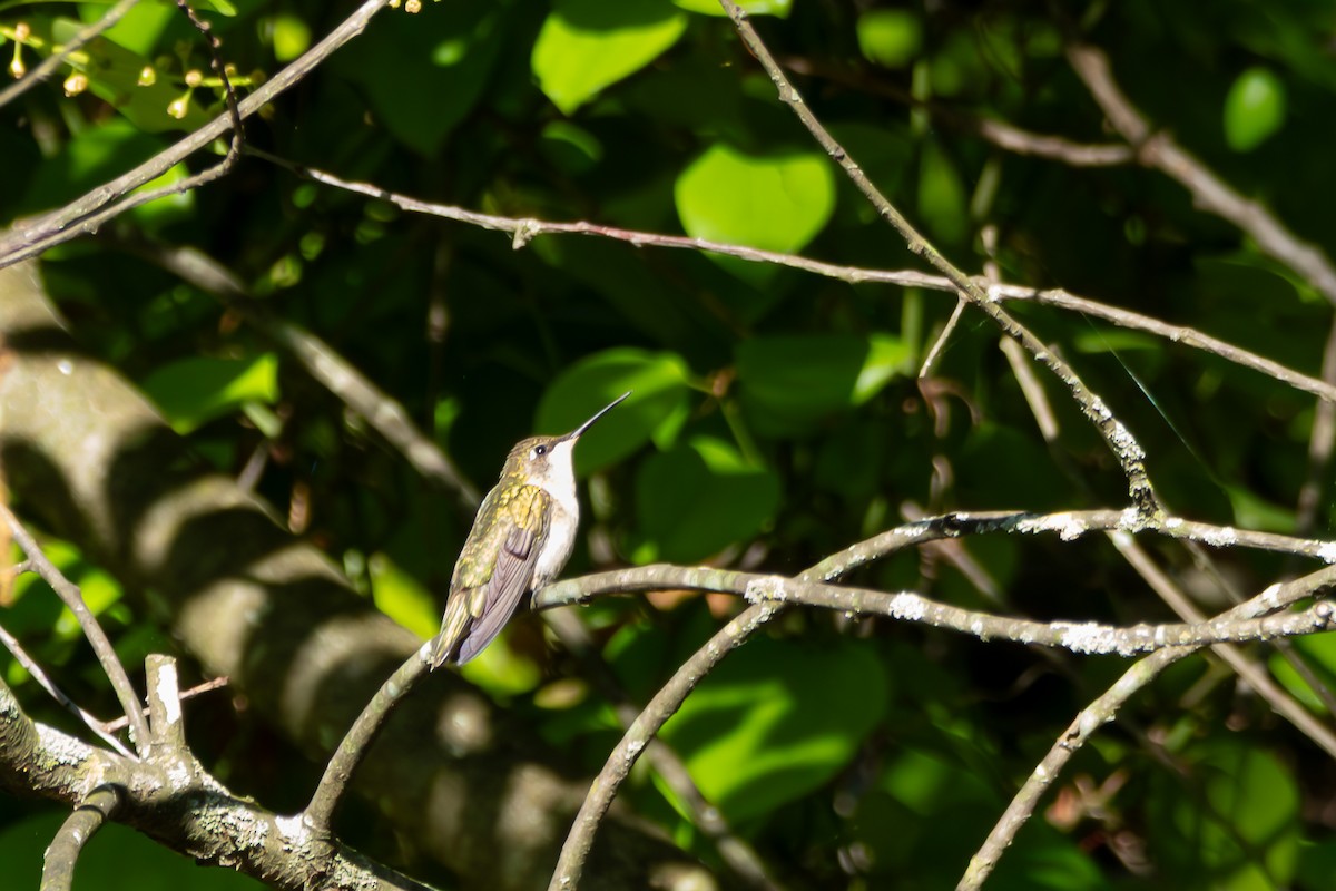 Ruby-throated Hummingbird - ML636299865