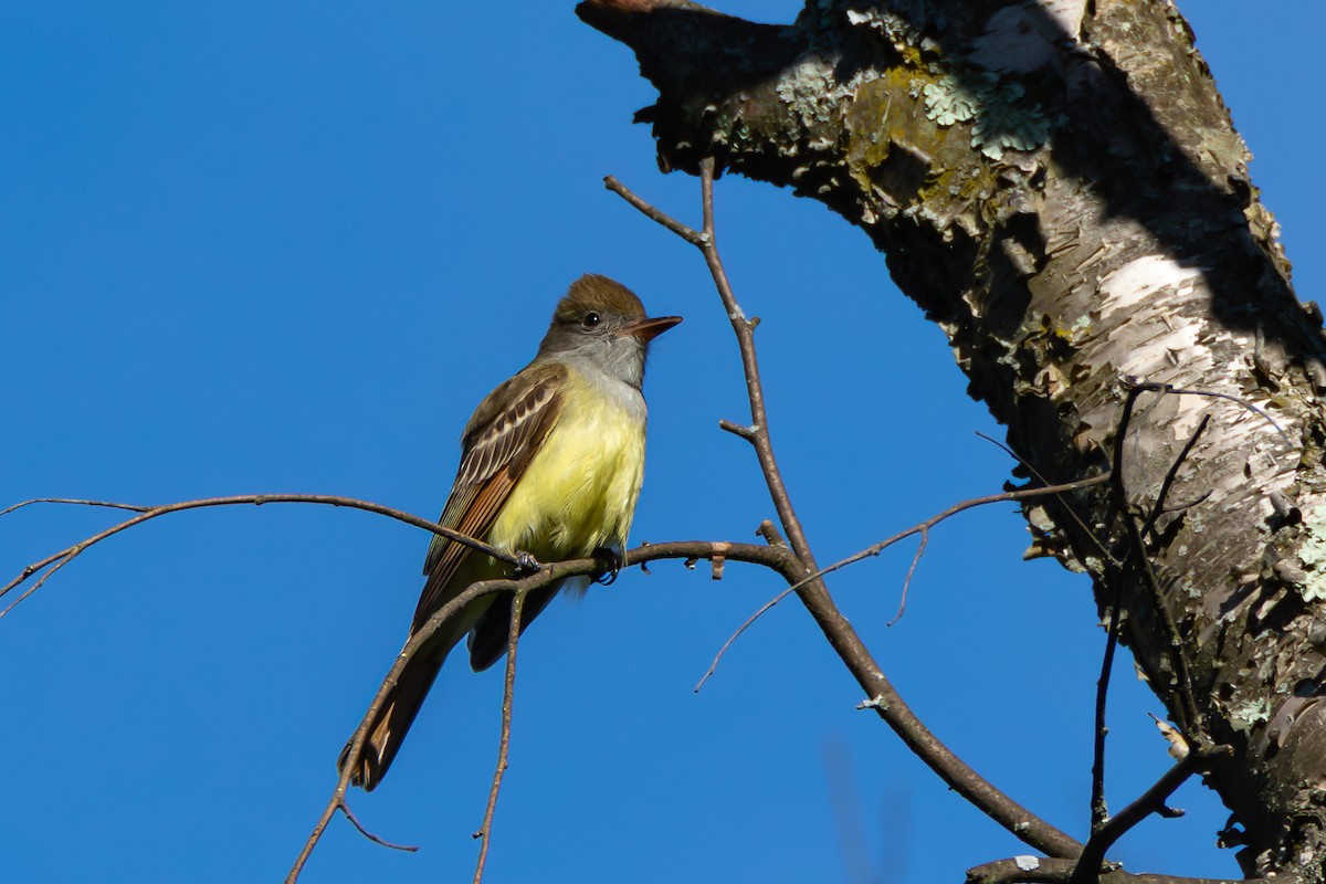 Great Crested Flycatcher - ML636299872