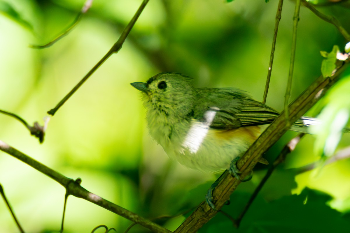 Tufted Titmouse - ML636299883