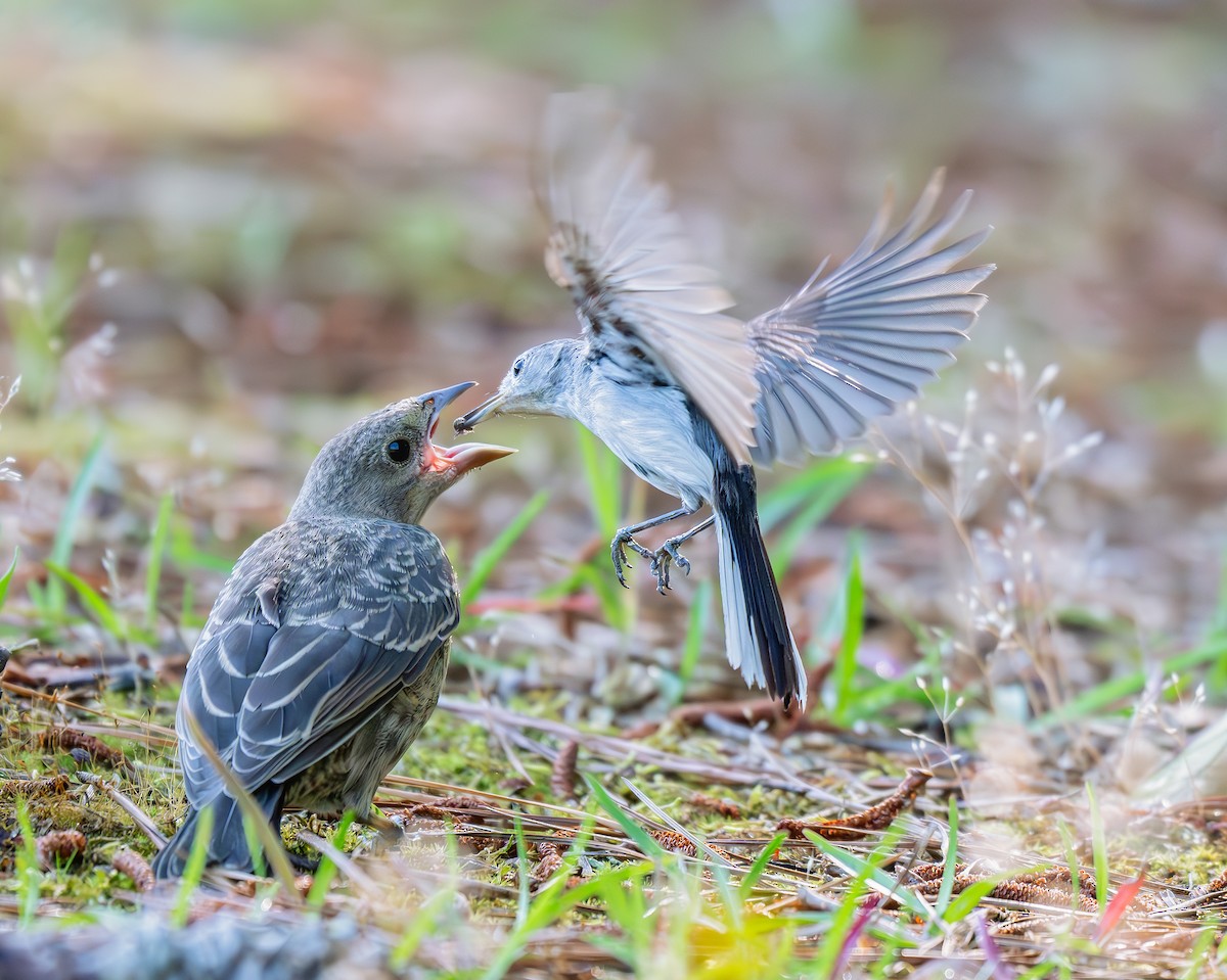 Brown-headed Cowbird - ML636299886
