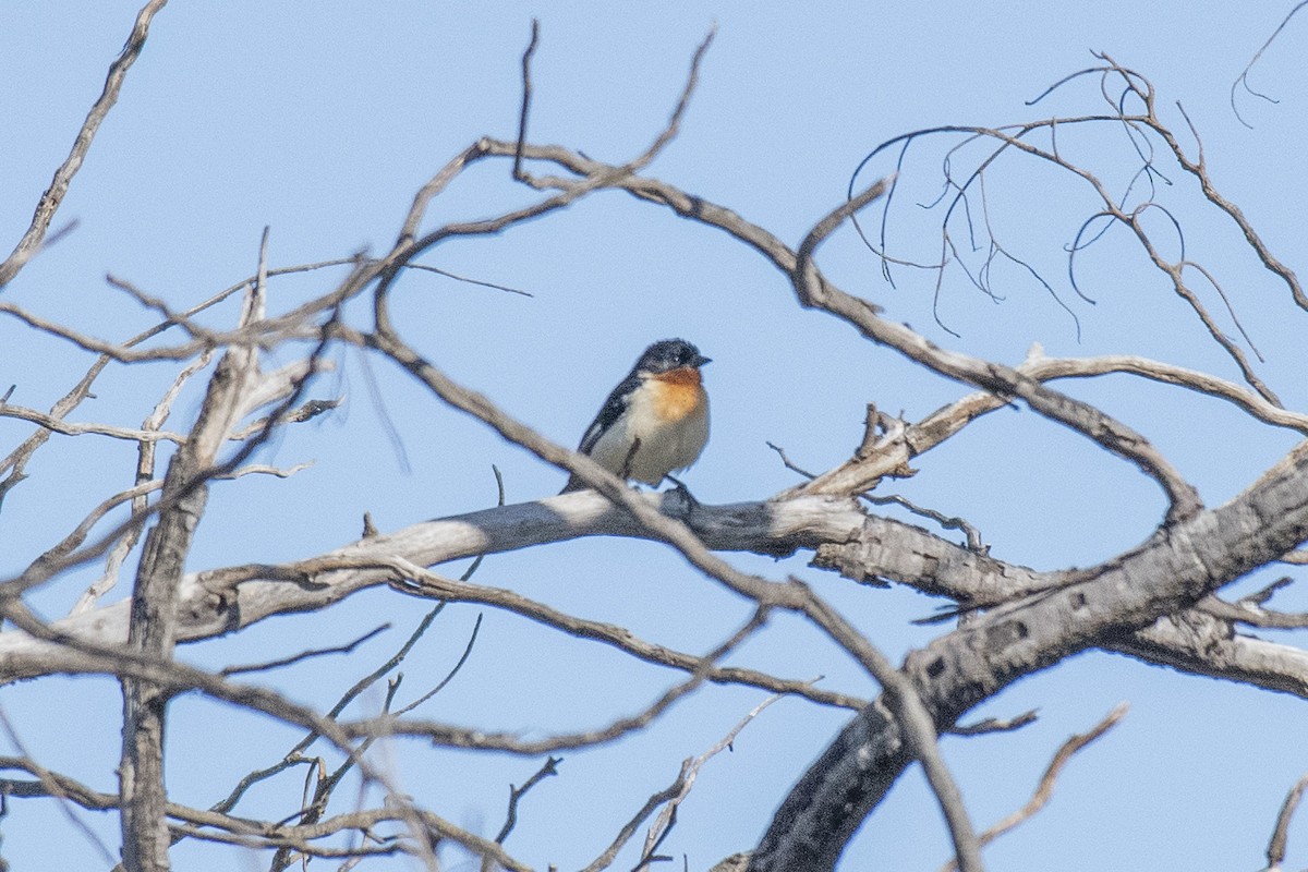 White-rumped Tanager - ML636300003