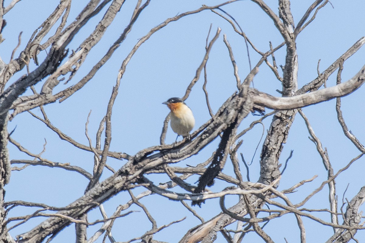 White-rumped Tanager - ML636300004