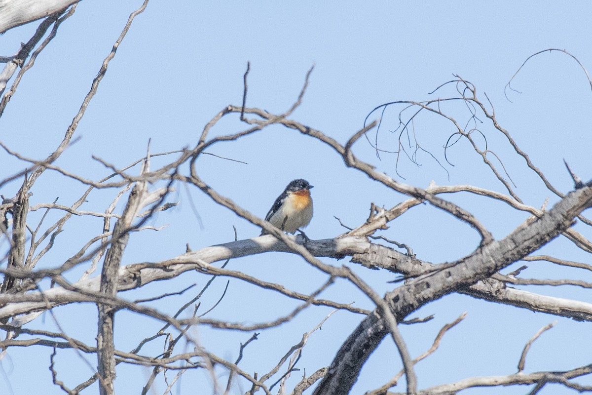 White-rumped Tanager - ML636300005