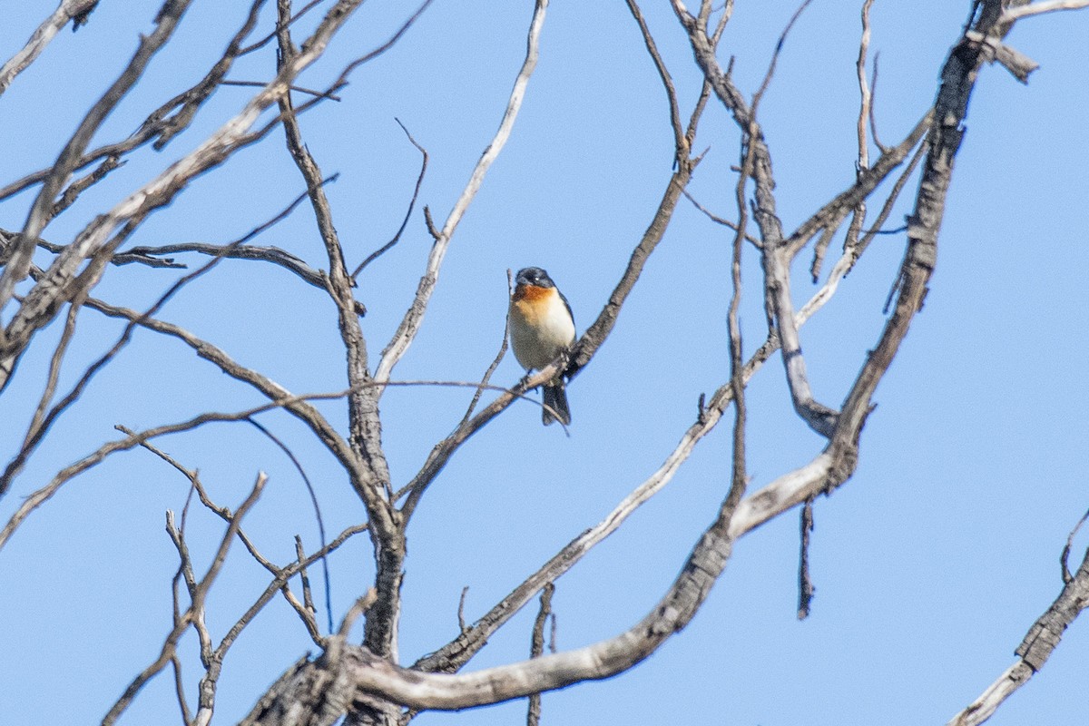 White-rumped Tanager - ML636300006