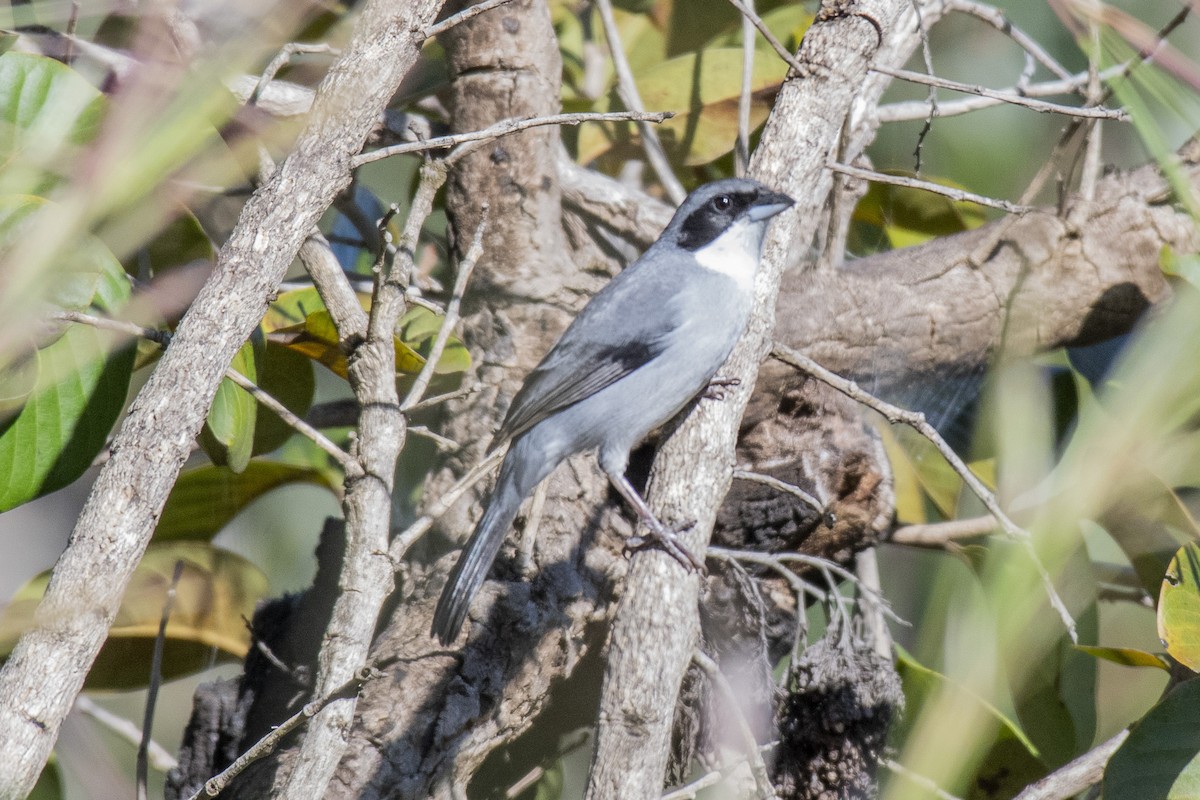 White-banded Tanager - ML636300015