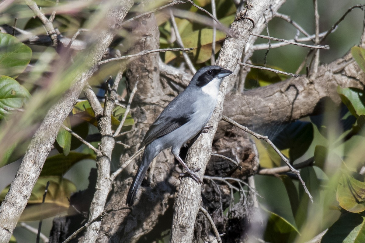 White-banded Tanager - ML636300017