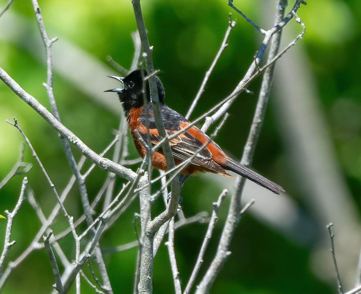 Orchard Oriole - ML636300031