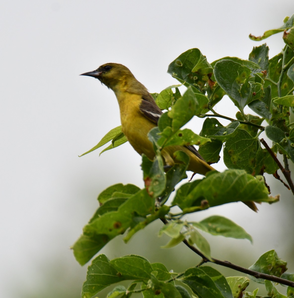 Oriole des vergers - ML636300193