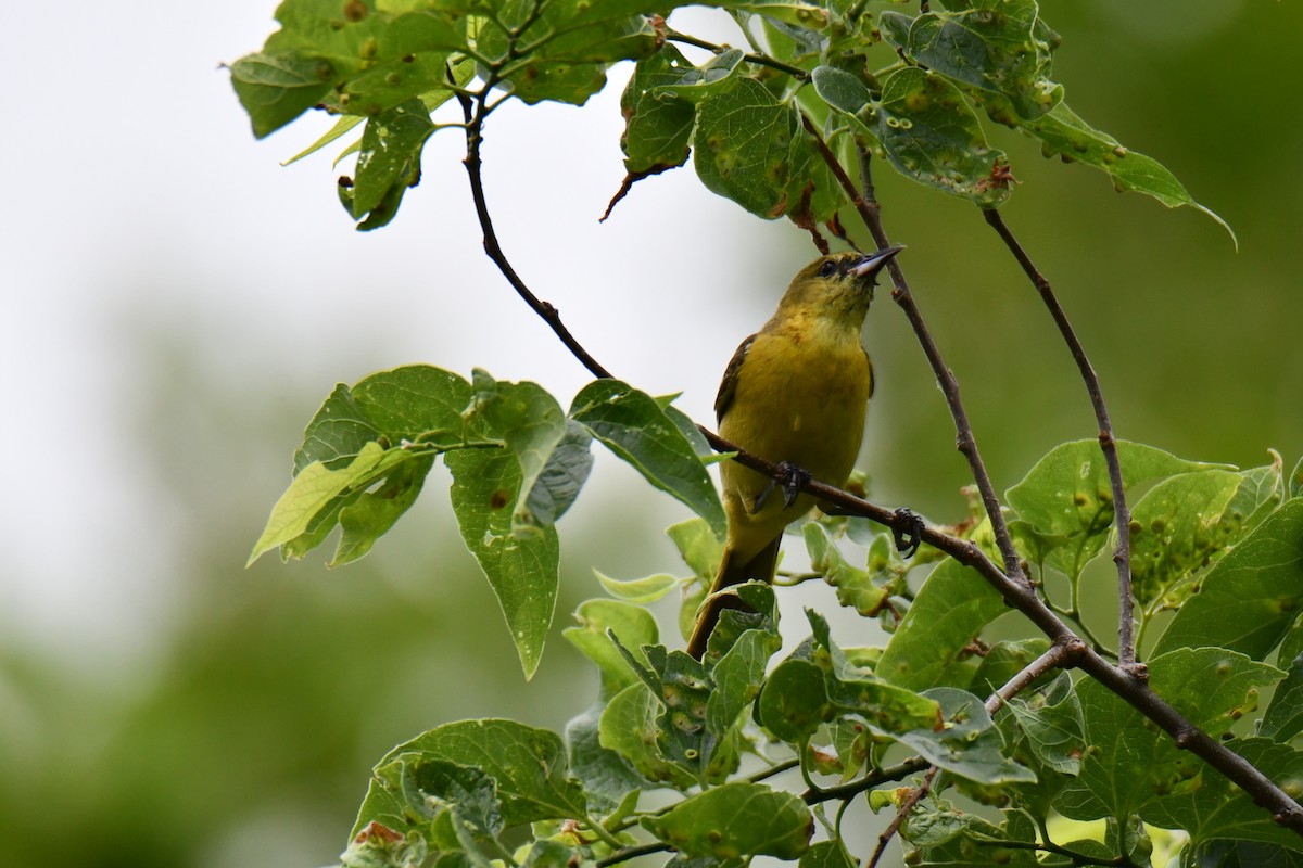 Oriole des vergers - ML636300196