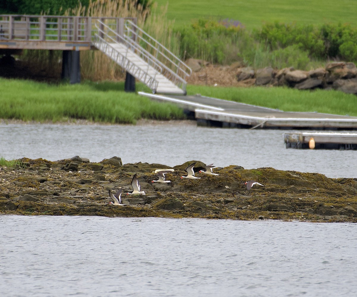 Black Skimmer - ML636300215