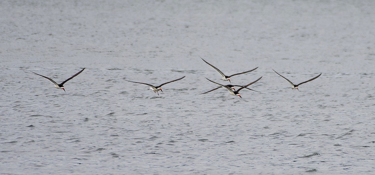 Black Skimmer - ML636300217