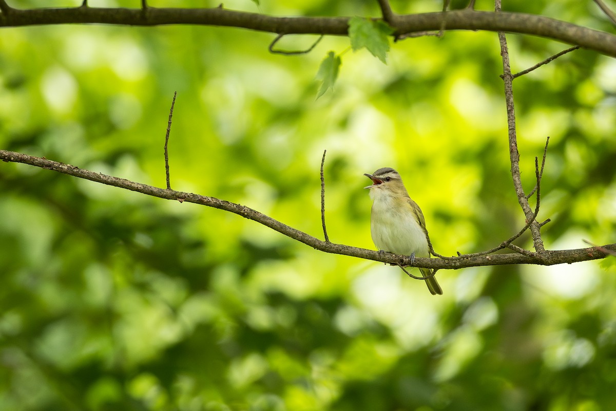 Red-eyed Vireo - ML636300226