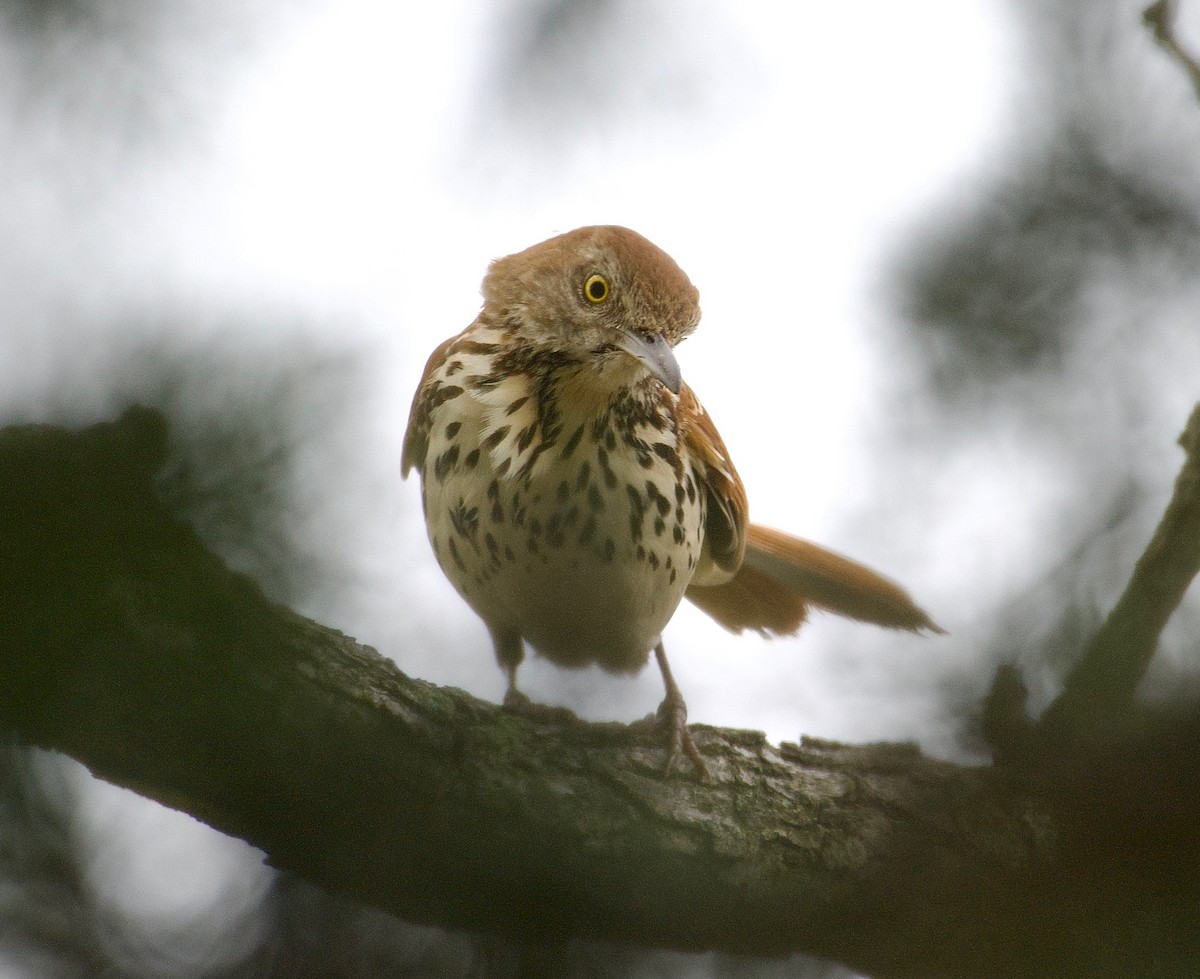 Brown Thrasher - ML636300227