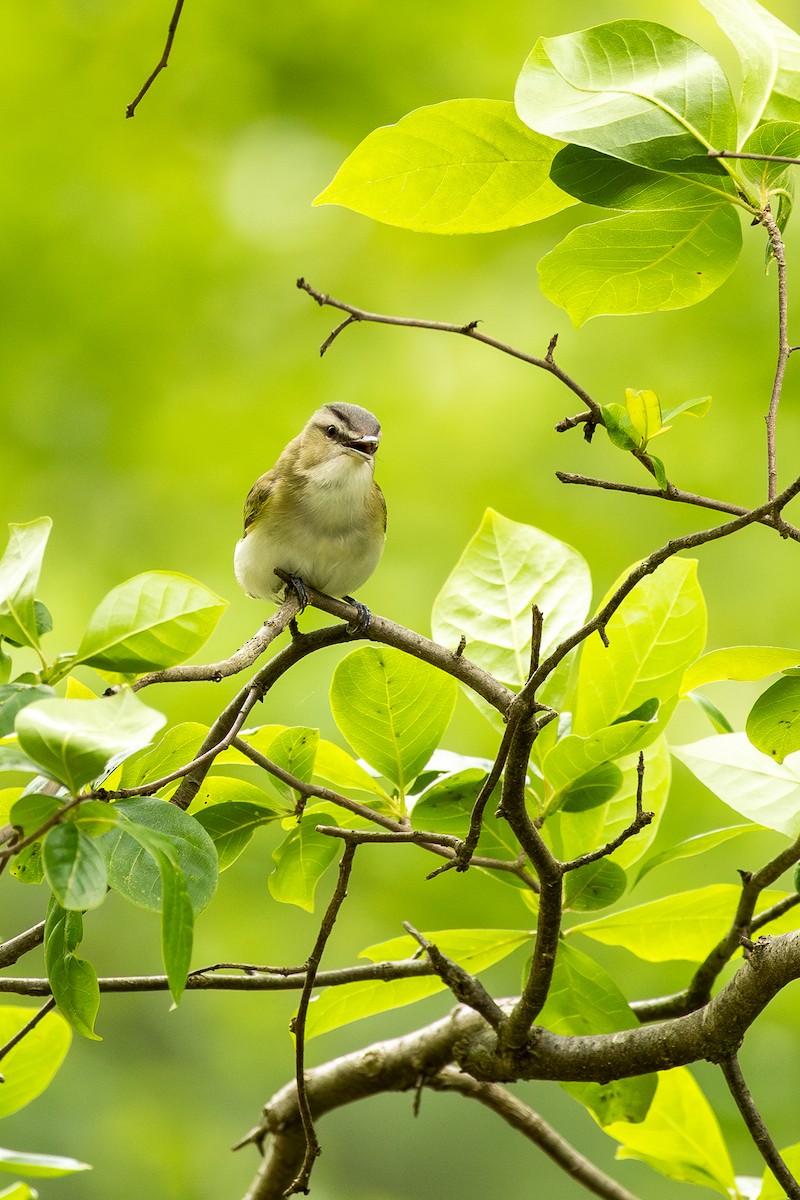Red-eyed Vireo - ML636300249