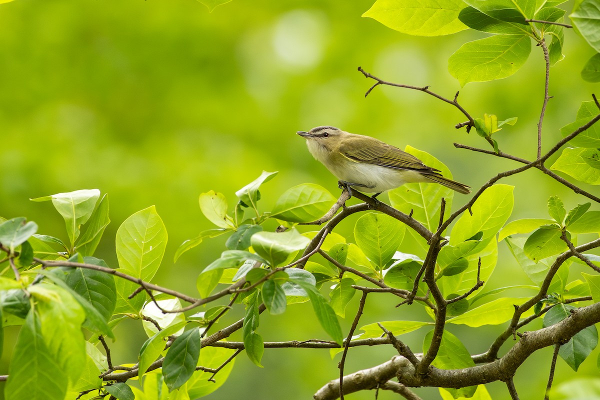 Red-eyed Vireo - ML636300251