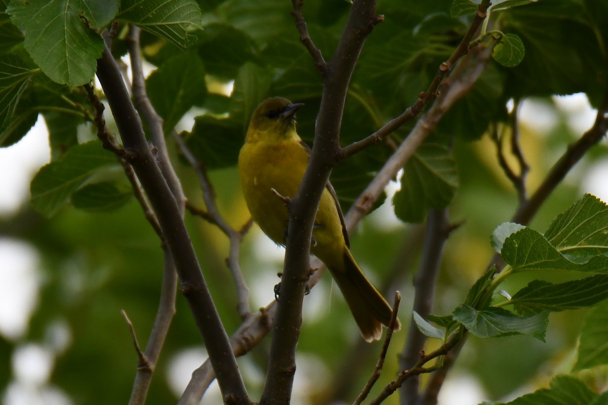 Oriole des vergers - ML636300253