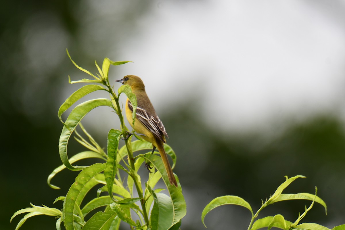 Oriole des vergers - ML636300254