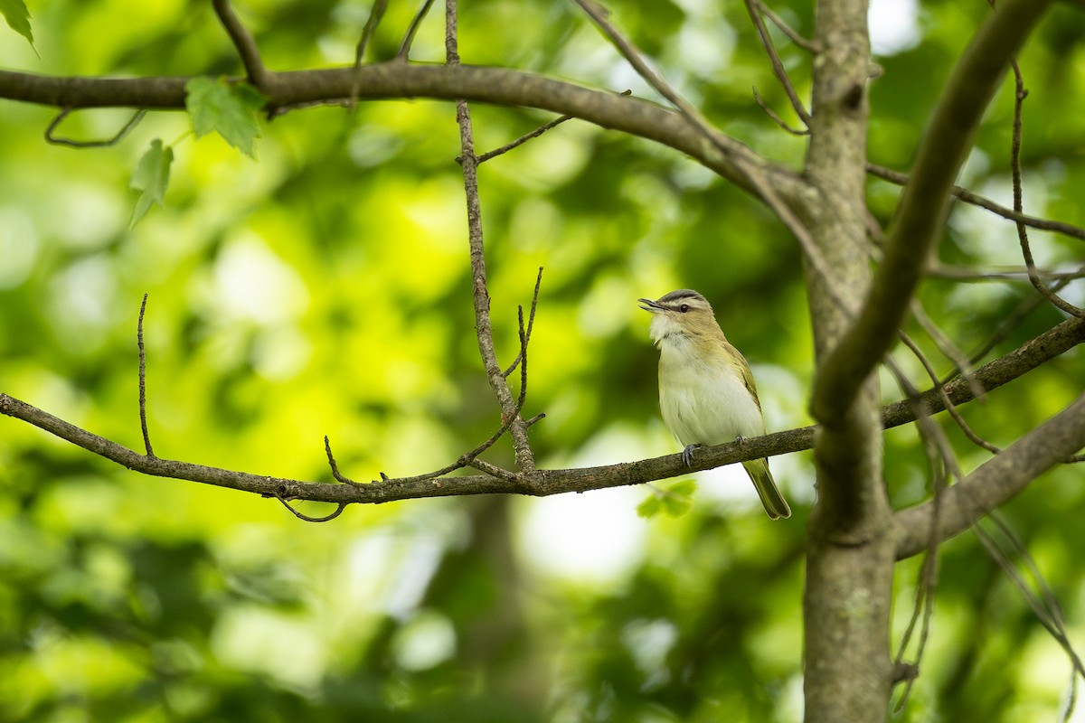 Red-eyed Vireo - ML636300259