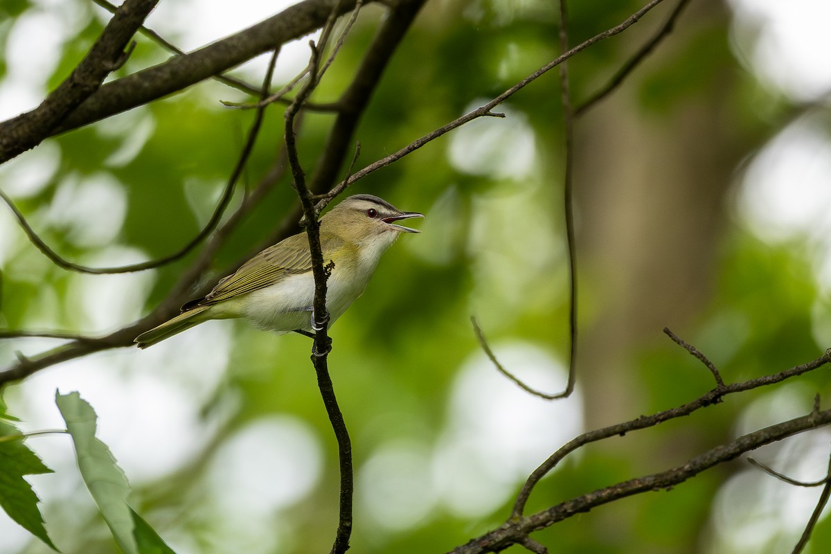 Red-eyed Vireo - ML636300261