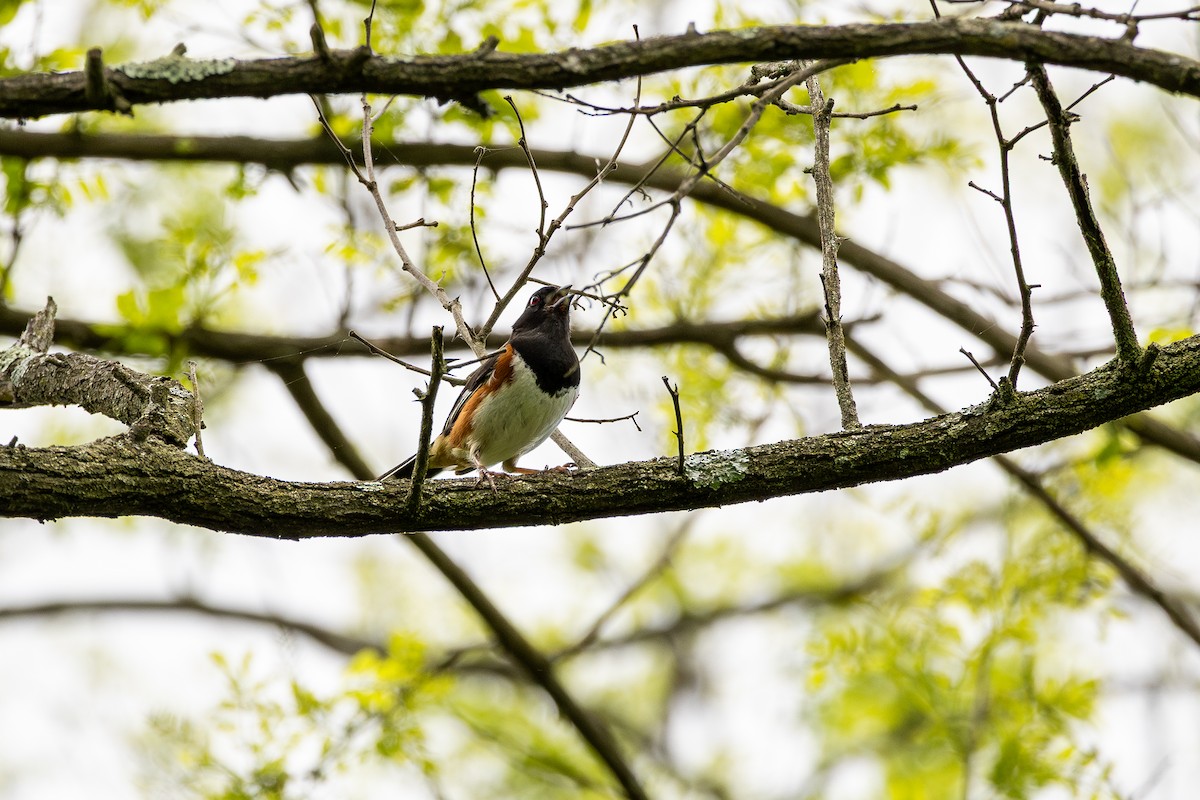 Eastern Towhee - ML636300297