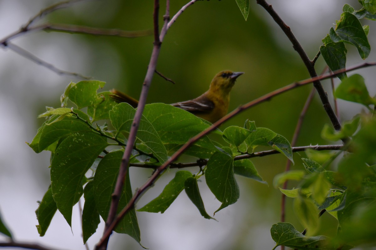 Oriole des vergers - ML636300326