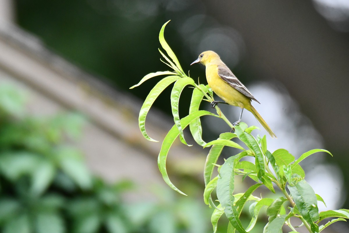 Oriole des vergers - ML636300327