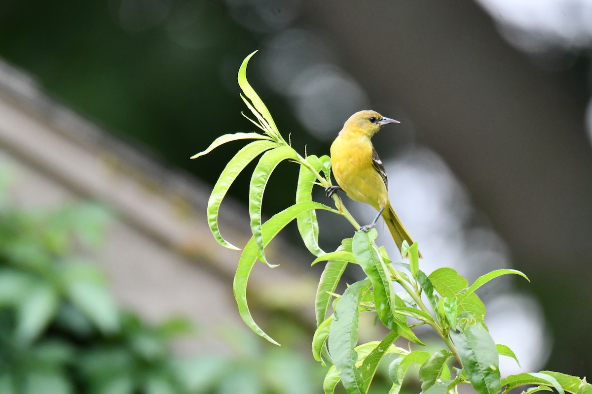 Oriole des vergers - ML636300328