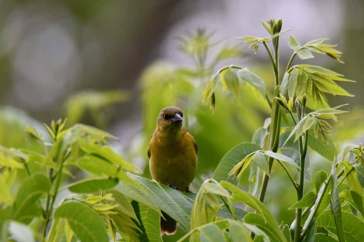 Oriole des vergers - ML636300329