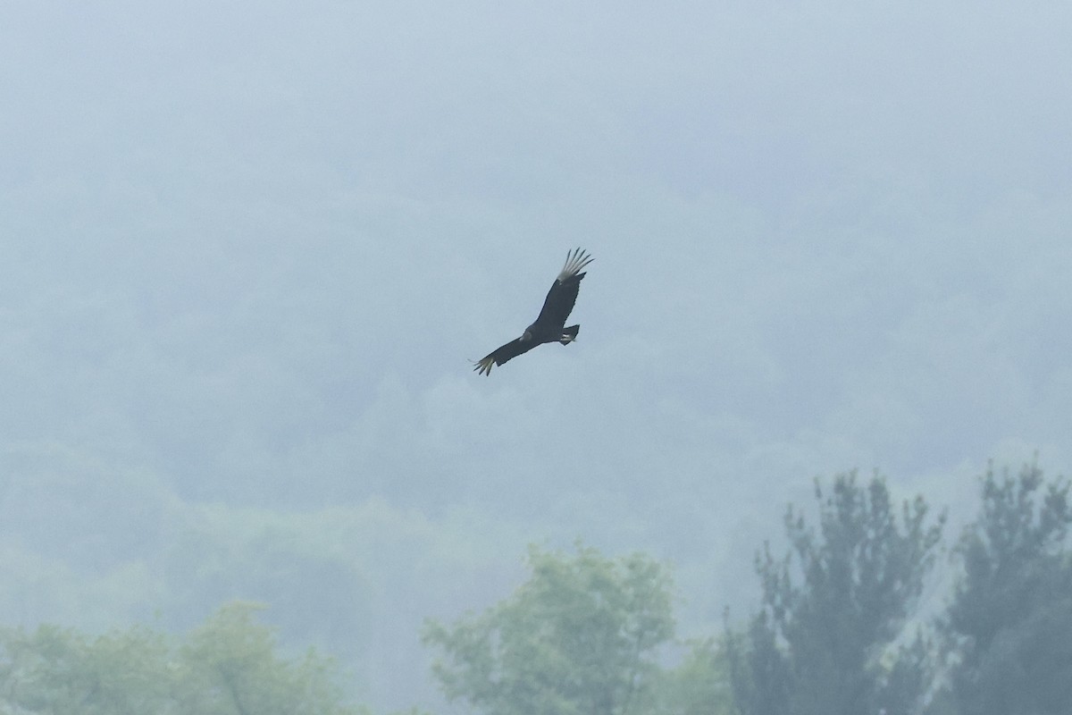 Black Vulture - ML636300390