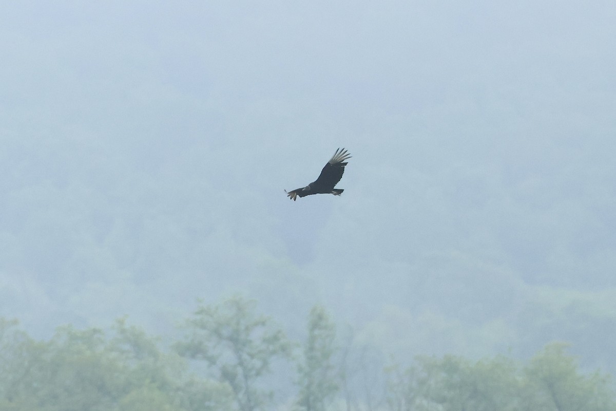 Black Vulture - ML636300392