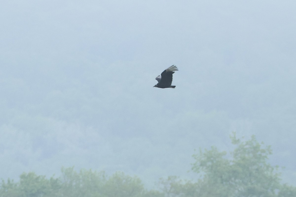 Black Vulture - ML636300395