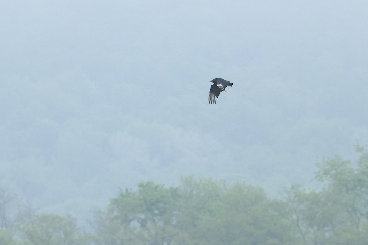 Black Vulture - ML636300397