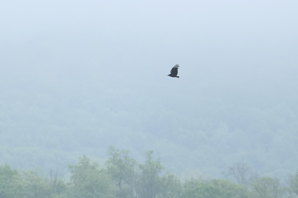 Black Vulture - ML636300398