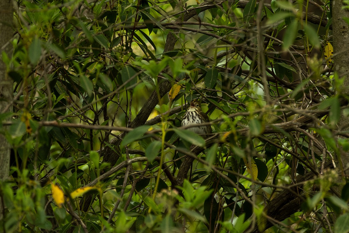 Ovenbird - ML636300402