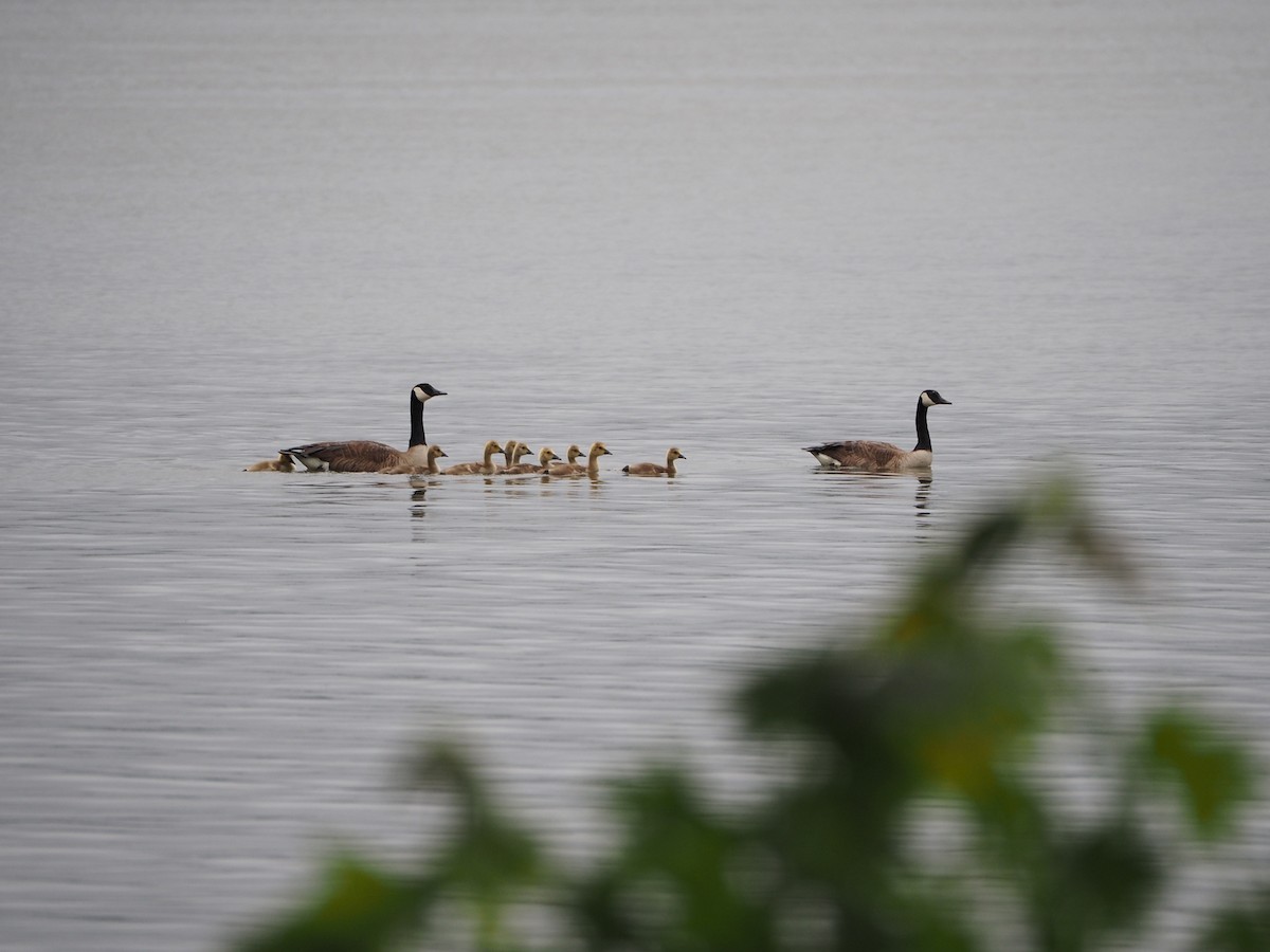 Canada Goose (canadensis Group) - ML636300410
