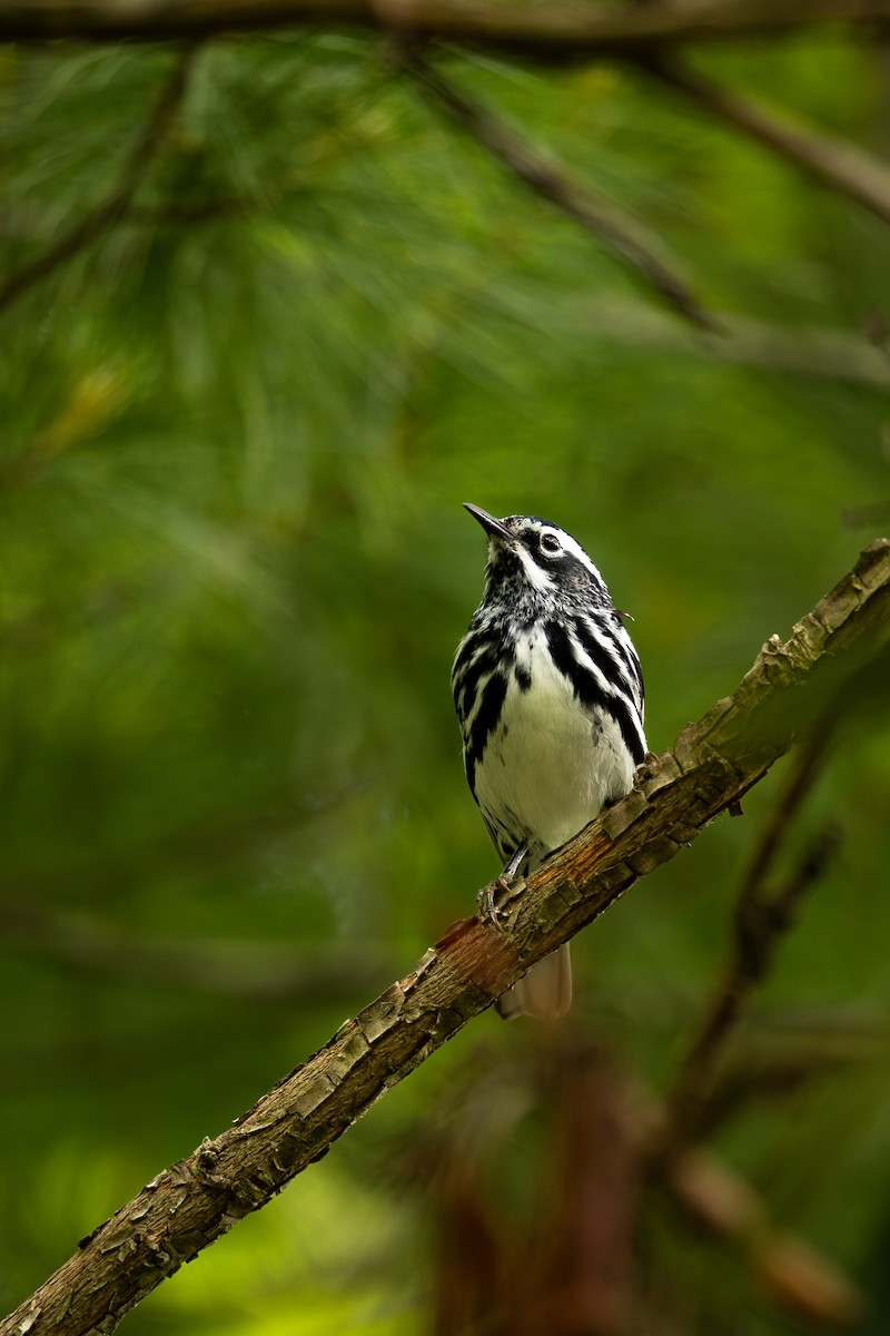 Black-and-white Warbler - ML636300417
