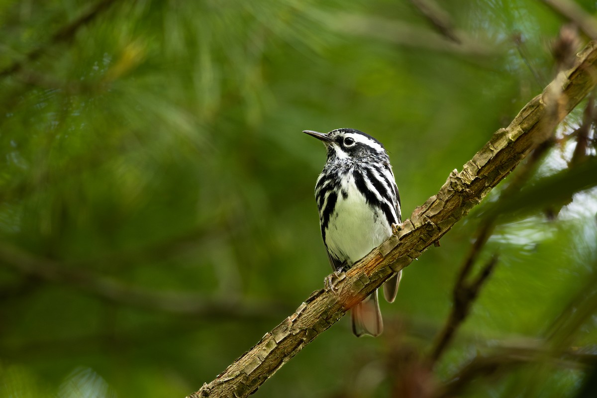 Black-and-white Warbler - ML636300422