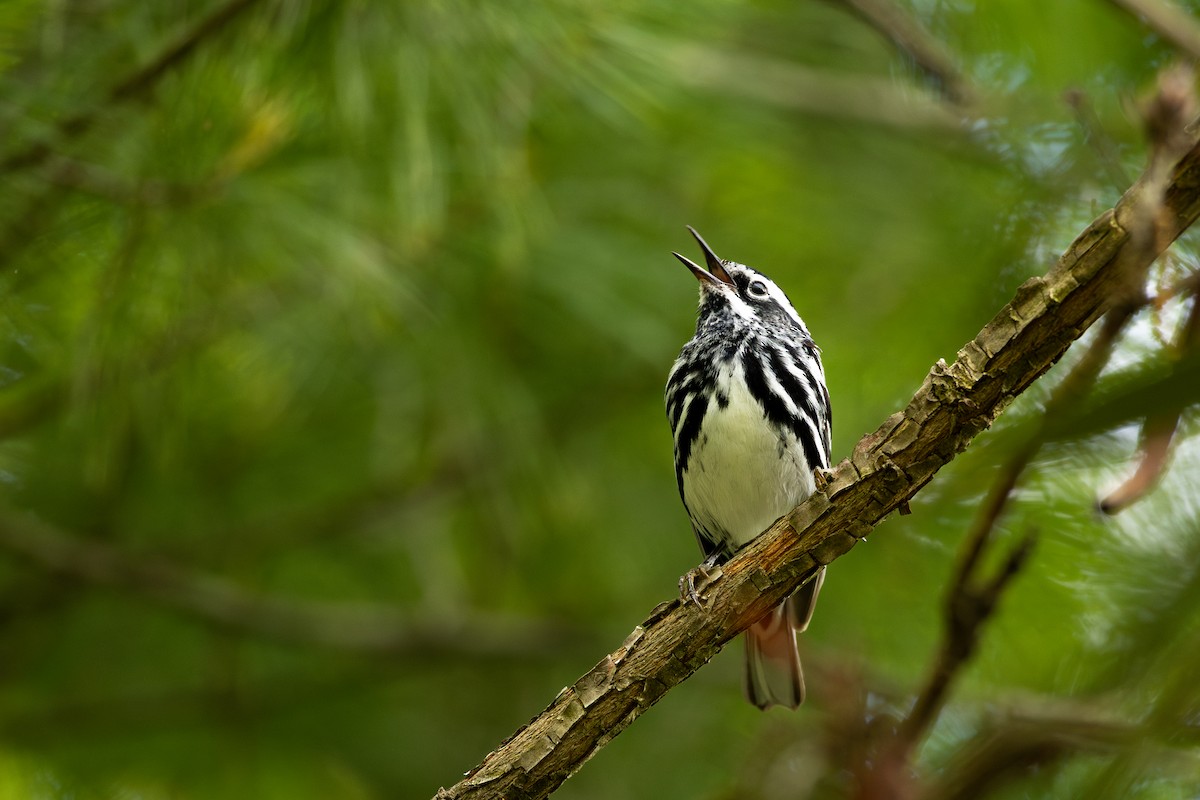 Black-and-white Warbler - ML636300427