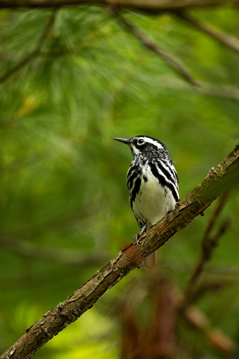 Black-and-white Warbler - ML636300454