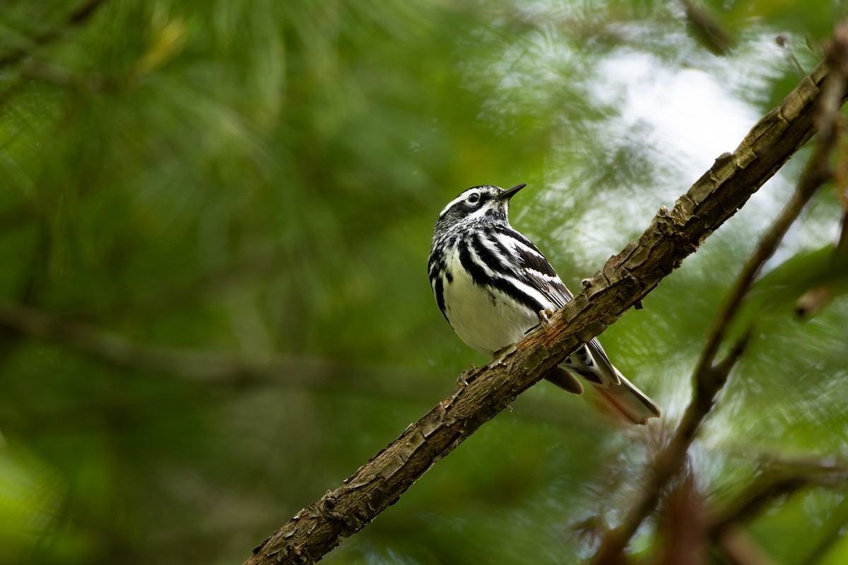 Black-and-white Warbler - ML636300474