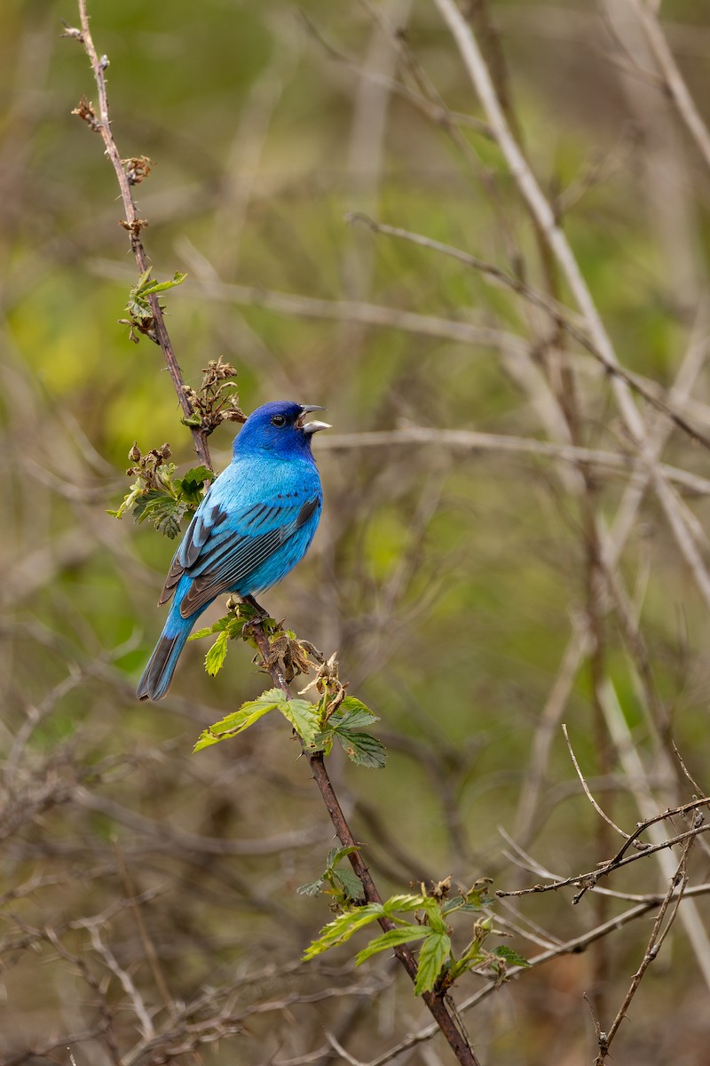 Indigo Bunting - ML636300525