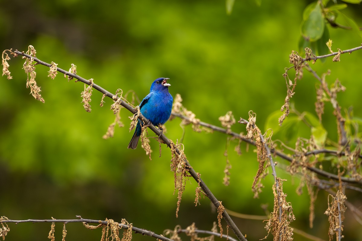 Indigo Bunting - ML636300527