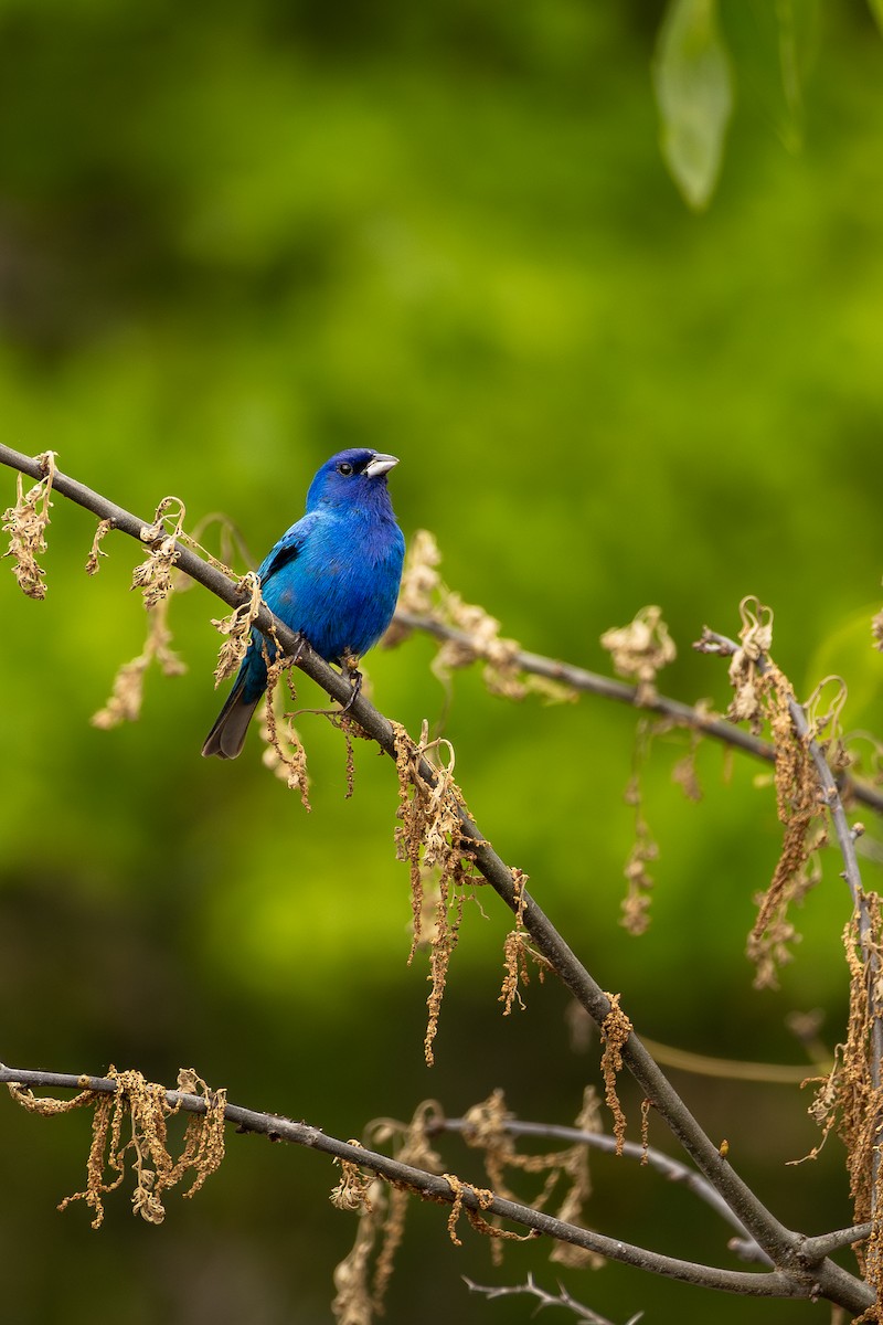 Indigo Bunting - ML636300528