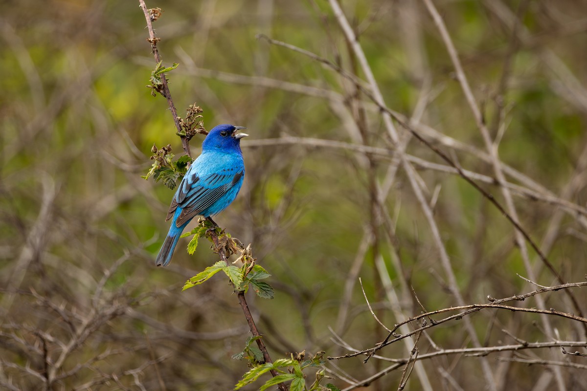 Indigo Bunting - ML636300541