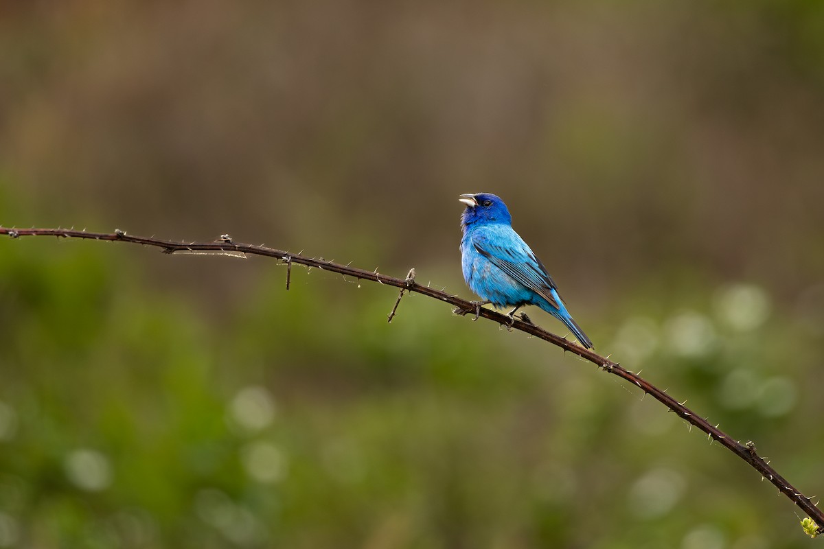 Indigo Bunting - ML636300550