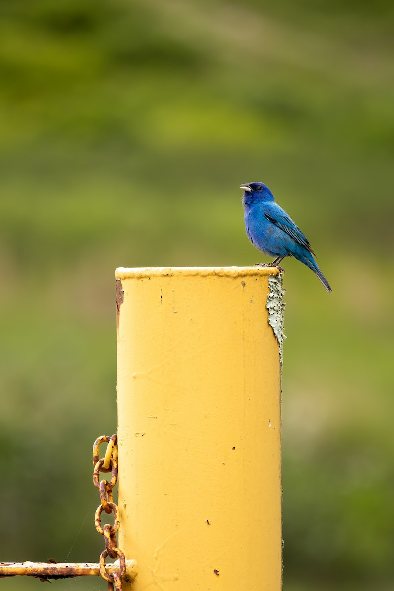 Indigo Bunting - ML636300560